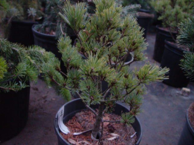 Pinus strobus KRUGER'S LILIPUT-2g Pinus strobus KRUGER'S LILIPUT-2g
